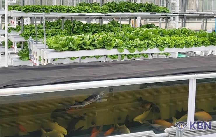 경기도농업기술원, ‘아쿠아포닉스 상추 친환경 관리 매뉴얼’ 발간